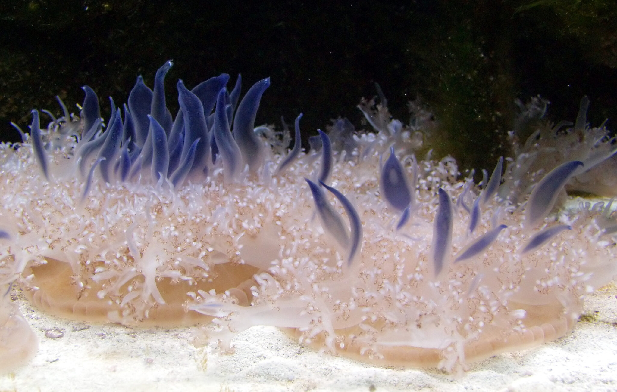 Méduse à L’envers L Aquàrium