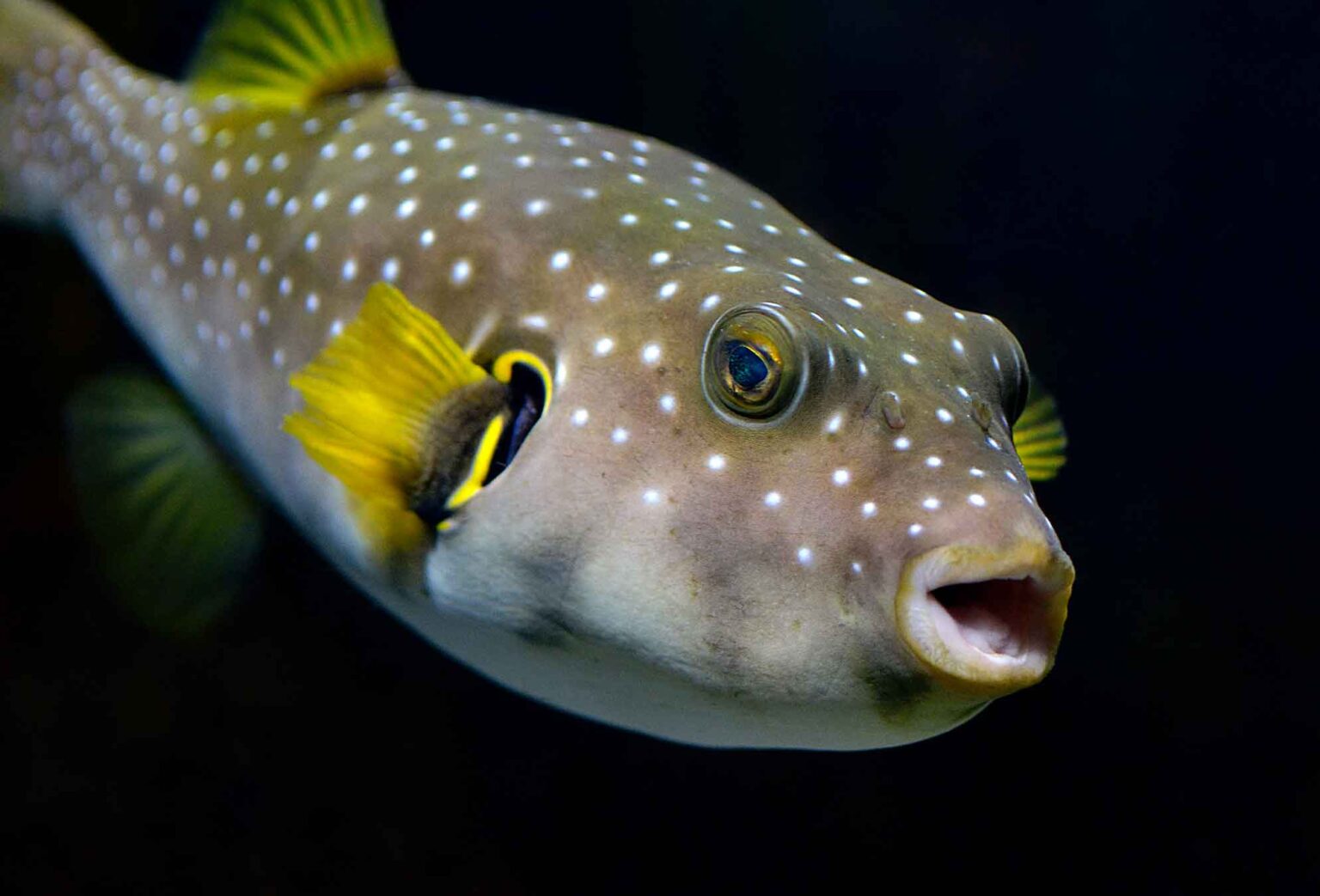 White-spotted puffer - L'Aquàrium