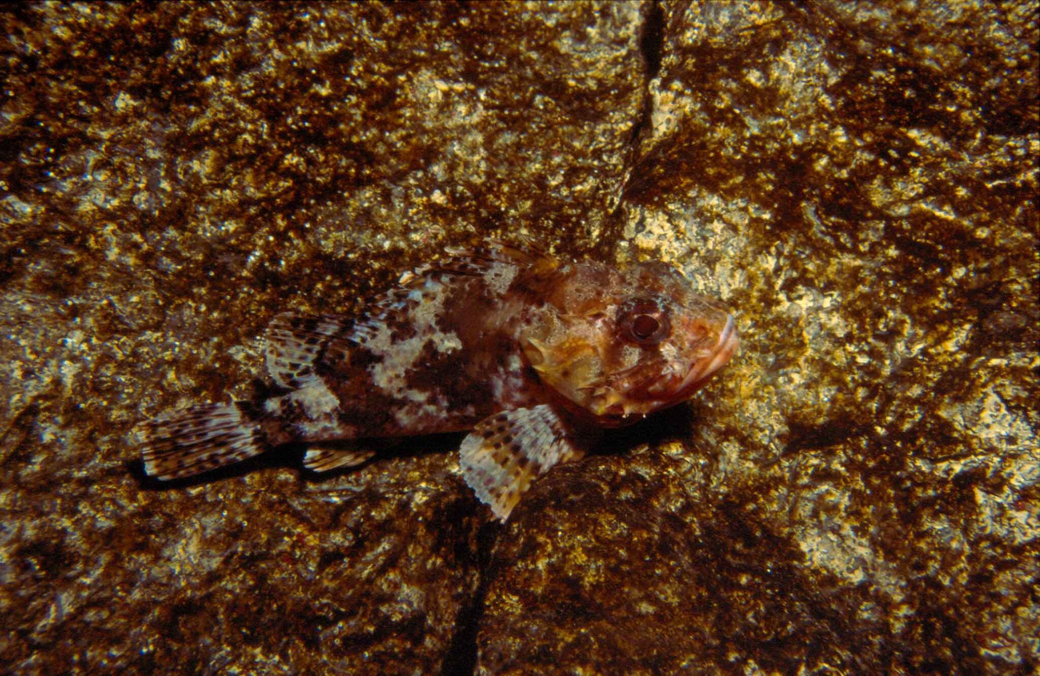 Rascasse Brune - L'Aquàrium